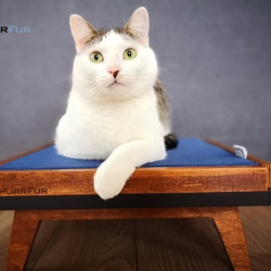 受注製作｜ミッドセンチュリースタイルの猫ベッド ペット クッション付き 北欧 おしゃれ レトロ 1枚目の画像