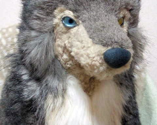 オッドアイの大きなオオカミさん 2018年1月生まれ ぬいぐるみ 縞猫工房