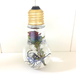 （標本室）漂亮趾擔費用梅爾混合植物圖鑑燈泡形玻璃瓶（pajour）（禮品） 第3張的照片