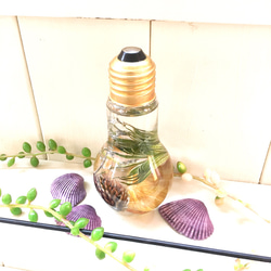 （標本館）漿果混合植物標本館燈泡形瓶（pajour）（禮品）的癒合 第1張的照片