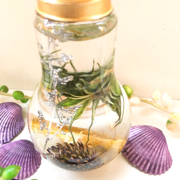 （標本館）漿果混合植物標本館燈泡形瓶（pajour）（禮品）的癒合 第4張的照片