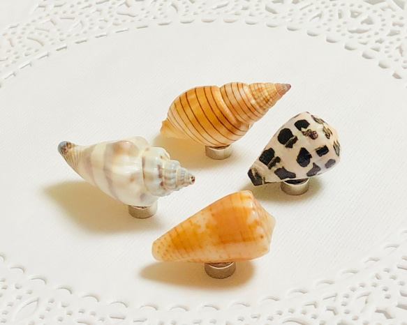 沖縄産の天然貝殻マグネット (KGM-C001) マグネット churashells 沖縄産の天然貝殻マグネット (KGM-C001) マグネット churashells