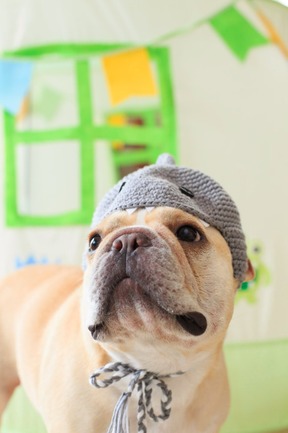 犬用　かぶりもの　帽子　サメ 2枚目の画像