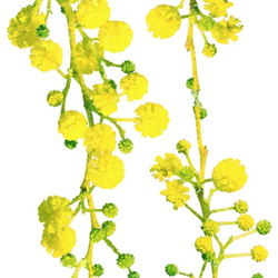 【ミモザ ① ホワイト】スマホケース mimosa 花柄 黄色 iPhone Galaxy Xperia 等 6枚目の画像