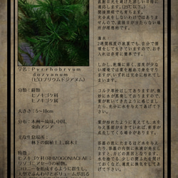 『ヒノキゴケ#2うんちく』レディースバックプリントＴシャツ（黒）苔・コケ 4枚目の画像