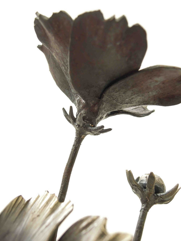 【鉄の植物　カセキの時間シリーズ】OKP-093　天の雫A　コスモス 5枚目の画像