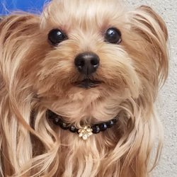 レザーleather犬の首輪★gold★椿【スワロクリスタル】 ホワイトカメリア[お好きな革色]★金色金具★ 2枚目の画像