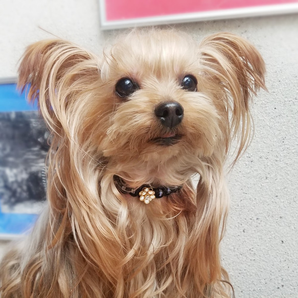 レザーleather犬の首輪★gold★椿【スワロクリスタル】 ホワイトカメリア[お好きな革色]★金色金具★ 9枚目の画像