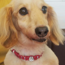 レザーleather犬の首輪★gold★椿【スワロクリスタル】 ホワイトカメリア[お好きな革色]★金色金具★ 8枚目の画像