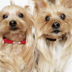 レザーleather♥スワロ♥チェコガラスリボン♪【首輪】[お好きな色の革編み]　クリスタル 1枚目の画像