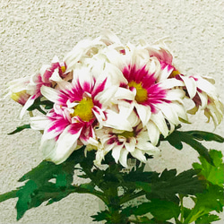 0_cc915b8f72b6427ebb7573963158