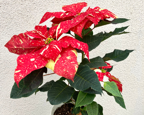 0_182dfe99dfc1ee65eaf786296073