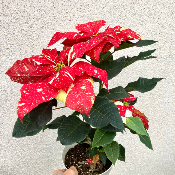 ブランド品種ジングルベル 斑入りポインセチア大苗1株 アートフラワー
