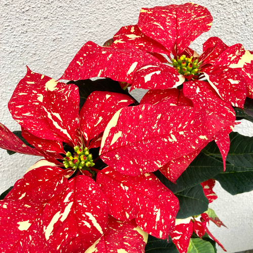 ブランド品種ジングルベル 斑入りポインセチア大苗1株 アートフラワー