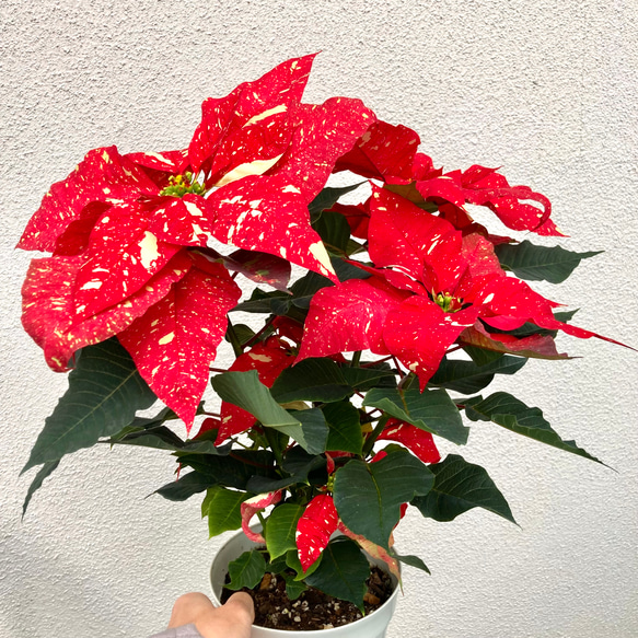 ② Nao様3点お纏め専用商品‼︎約60㎝ポインセチア・ジングルベルツリー