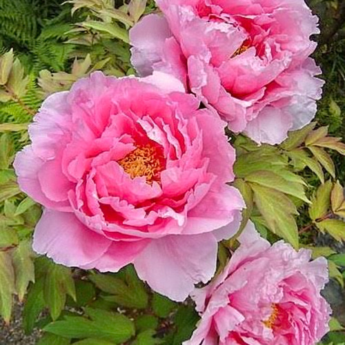 在庫1株のみ 花衣 牡丹2年生苗1株 アートフラワー 芍薬堂アカリン 通販