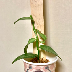 レア品種 バニラビーンズのバニラ苗1株 アートフラワー 芍薬堂アカリン