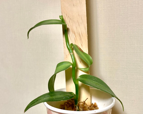 レア品種 バニラビーンズのバニラ苗1株 アートフラワー 芍薬堂アカリン