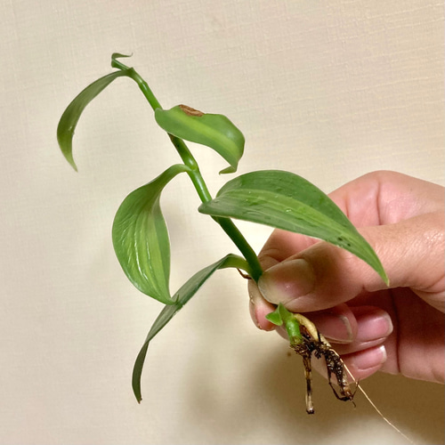 レア品種 バニラビーンズのバニラ苗1株 アートフラワー 芍薬堂アカリン