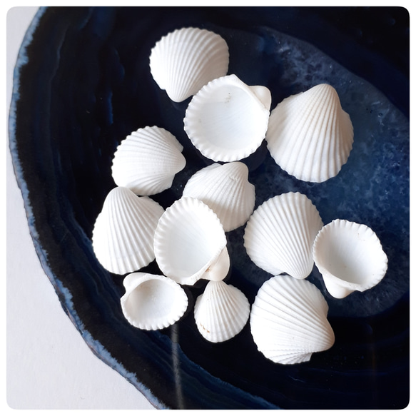 白い貝殻(穴開け加工出来ます) デコパーツ ☆buchuchu☆ 通販 7269780