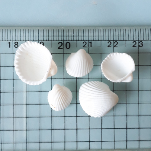 白い貝殻(穴開け加工出来ます) デコパーツ ☆buchuchu☆ 通販 7269780