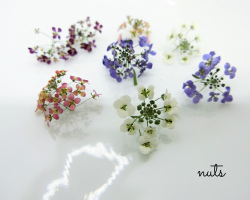 k.flower/mina様♡【ドライフラワー】アリッサム （ 687 レジン） 0_cac579144ea0f052d61db633f094