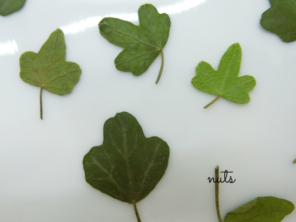 :: ヘデラ : 押し花素材 :: 6枚目の画像