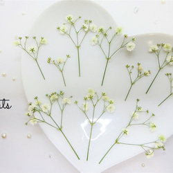 アリッサム : ドライフラワー :: その他素材 nuts 通販 6549966