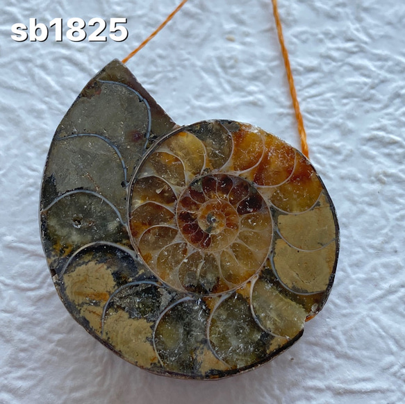 アンモナイト 化石 推定30キロ弱 希少