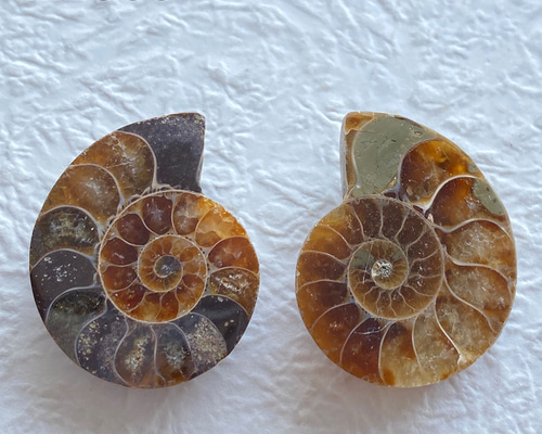 アンモライト アンモナイト化石 ペアセット nl2369 天然石 pinky