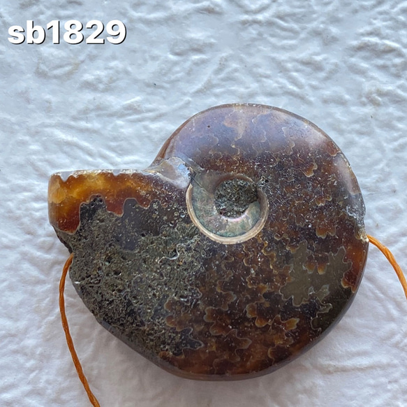 アンモナイト化石 アンモライト アンモナイト化石 穴あきビーズ sb1829 天然石 pinky