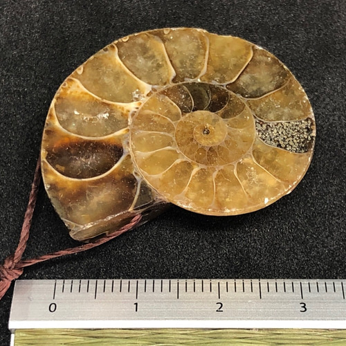 アンモナイト化石 穴あきC 天然石 pinky 通販 6994789｜Creema(クリーマ)