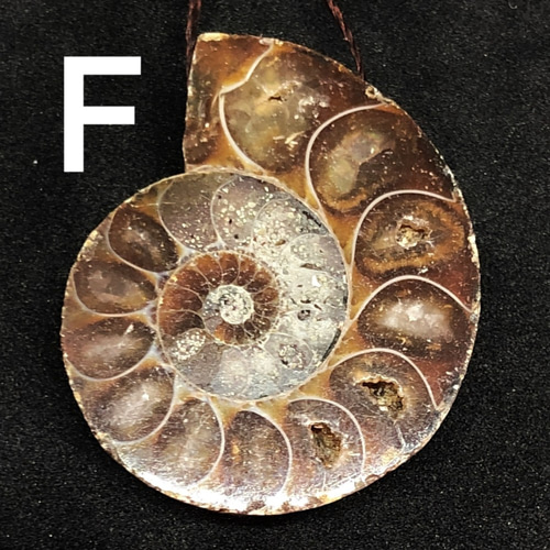 アンモナイト化石 穴あきF 天然石 pinky 通販 6994793｜Creema(クリーマ)