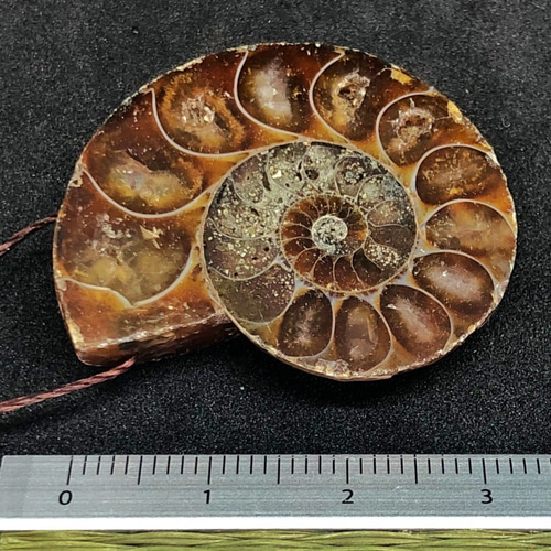 アンモナイト化石 穴あきF 天然石 pinky 通販 6994793｜Creema(クリーマ)