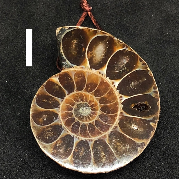 アンモナイト化石 穴あきI 天然石 pinky 通販 6994797｜Creema(クリーマ)