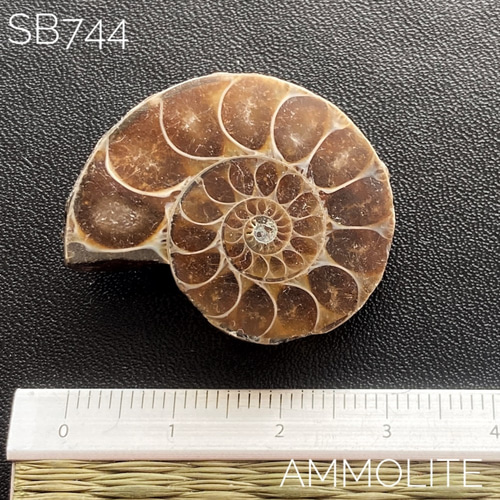 アンモライト アンモナイト化石 穴あきビーズ sb744 天然石 pinky 通販