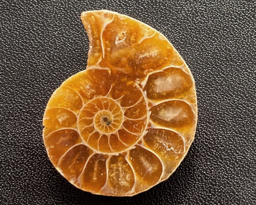 pipi様　ケセラストーン　アンモナイト　天然石 アンモライト アンモナイト化石 穴あきビーズ sb745 天然石 pinky 通販