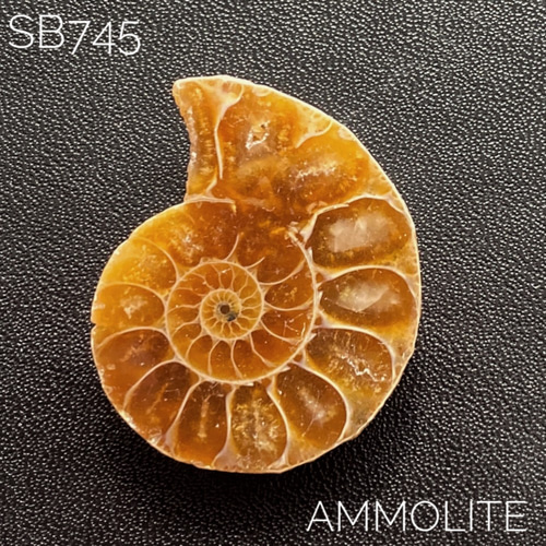 アンモナイト化石 アンモナイト群集022｜恐竜・化石グッズの専門店 ふぉっしる