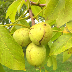 北海道の果樹園直営「くるみパウンドケーキ」 5枚目の画像