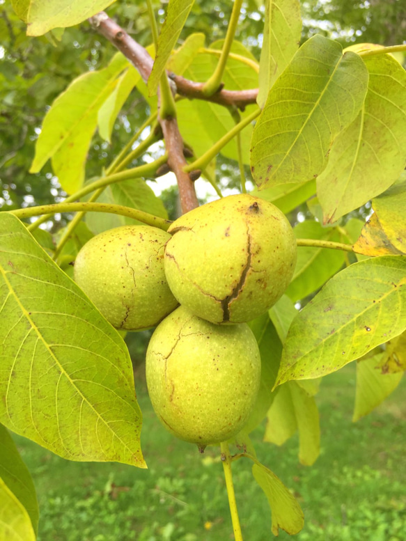 北海道の果樹園直営「くるみパウンドケーキ」 5枚目の画像