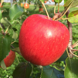 北海道の果樹園直営「シンプルなアップルパイ」 5枚目の画像