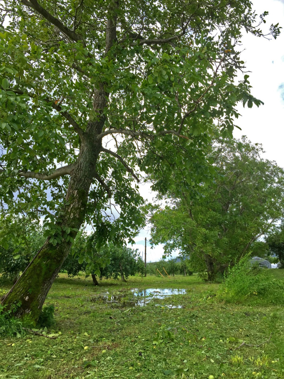 北海道の果樹園直営「季節限定・くるみタルト」10㎝ミニタイプ 4枚目の画像