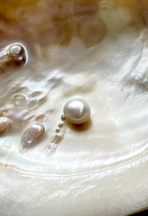 南洋真珠　11.5mm 3枚目の画像