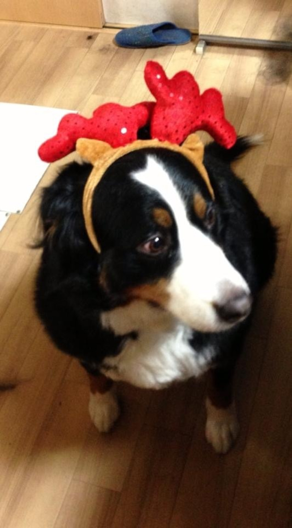 うちの子トピアリー（バーニーズ）★オリジナルオーダー 