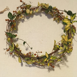 完売 超巨大/花材/フレッシュグリーンな採れたて【ヘクソカズラ