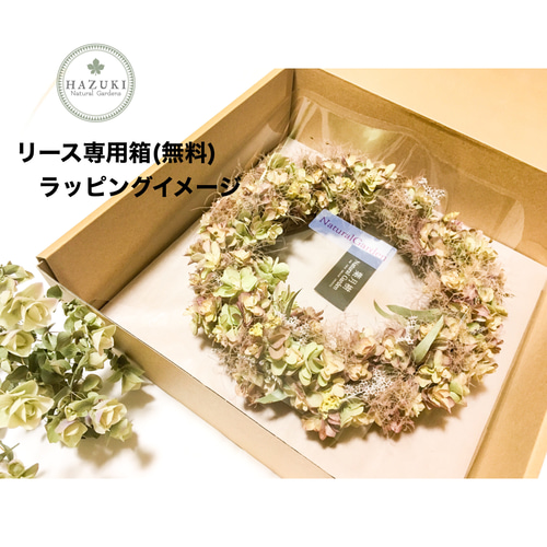 30cm ストロベリーフィールズのあるミナヅキアジサイ ドライ
