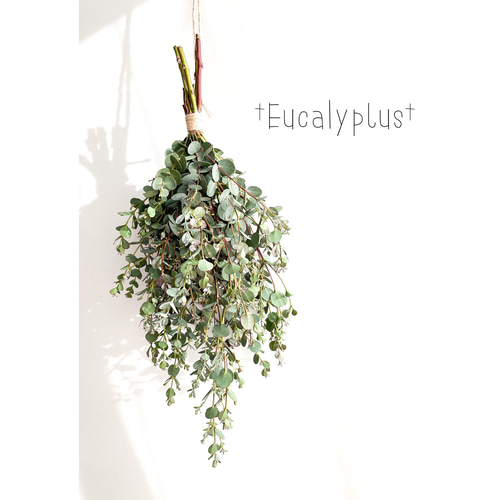 匿名配送】☆フレッシュ生花♪ユーカリ スワッグ ドライフラワーになる