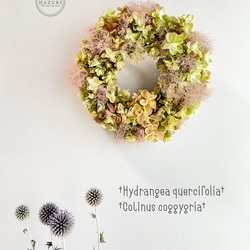 ☆SALE☆  20cm 柏葉あじさいとスモークツリーのドライフラワーリース　紫陽花　アジサイ 8枚目の画像