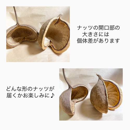 幸せを呼ぶ木の実ブッダナッツ 茶 Lサイズ 木ノ実 ドライ