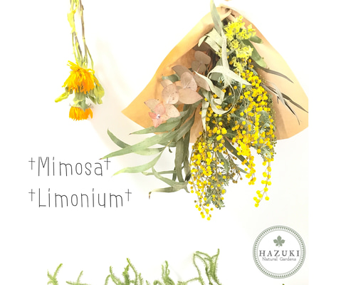 ミモザとリモニュームのスワッグ 母の日 ドライフラワー 葉月樹